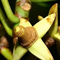Rhizophora apiculata (Corky Stilt Mangrove) in Cairns フタバナヒルギ<br />Canon EOS KDX (400D) + EFS60 F2.8 + SPEEDLITE 380EX